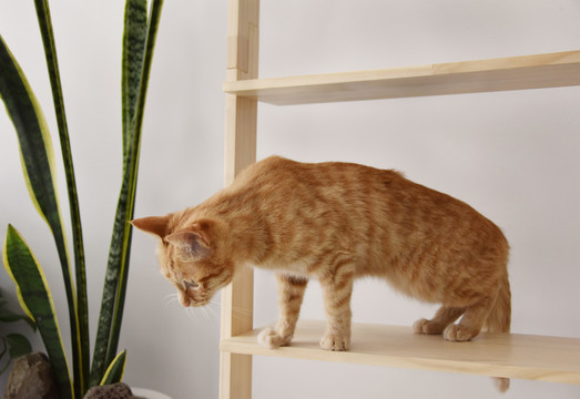 站在木梯上的猫