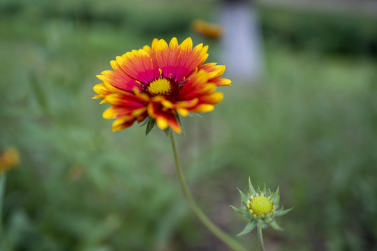 六月菊