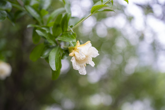 石榴花