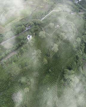 俯拍高山云雾茶园