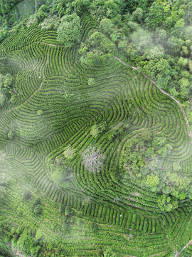 俯拍高山云雾茶园