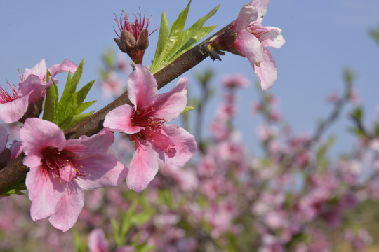 桃花