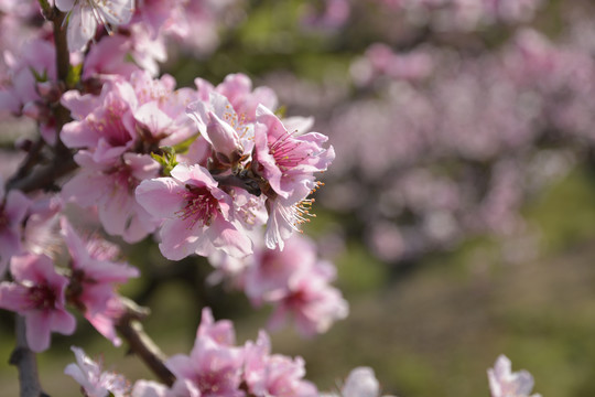 桃花