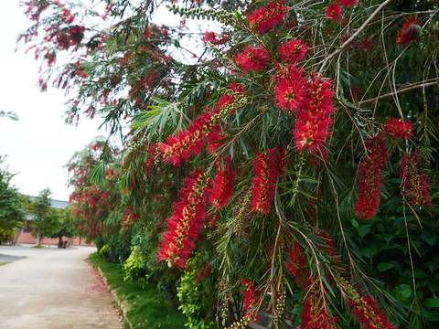 炮仗花