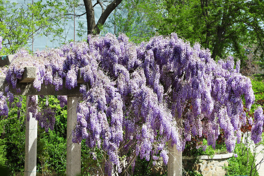 紫藤花