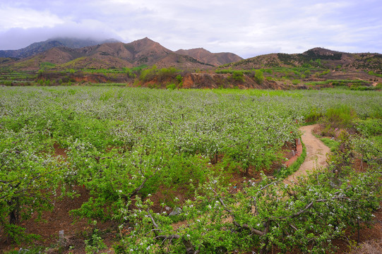 山区农业