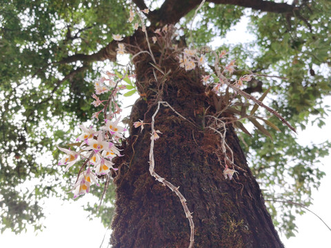 原始森林野生树上铁皮石斛花