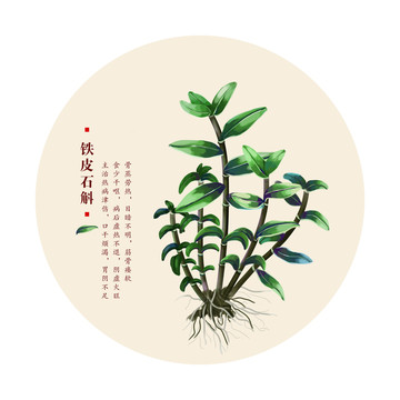鐵皮石斛