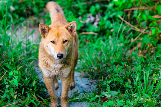 中华田园犬