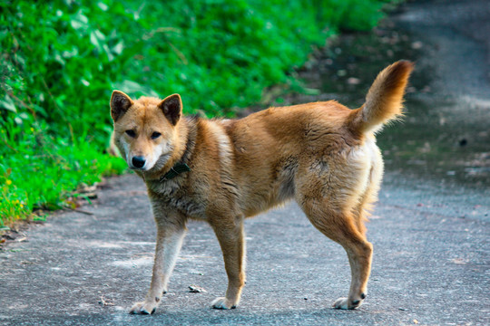 田园犬