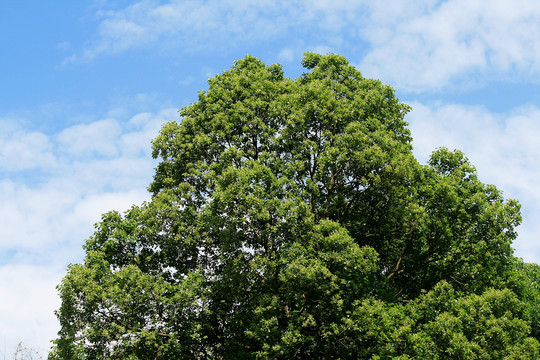 香樟树