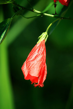 垂花悬铃花