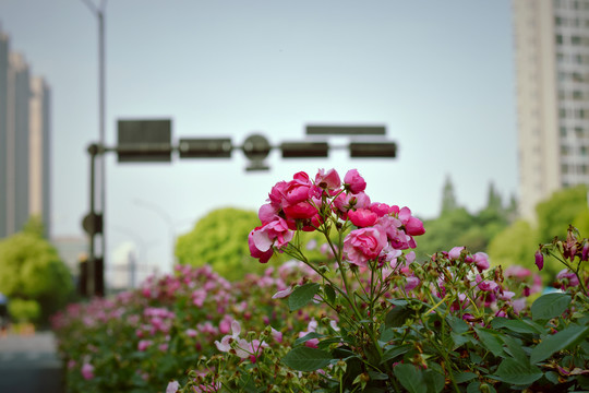 马路