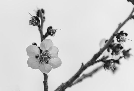 水墨梅花