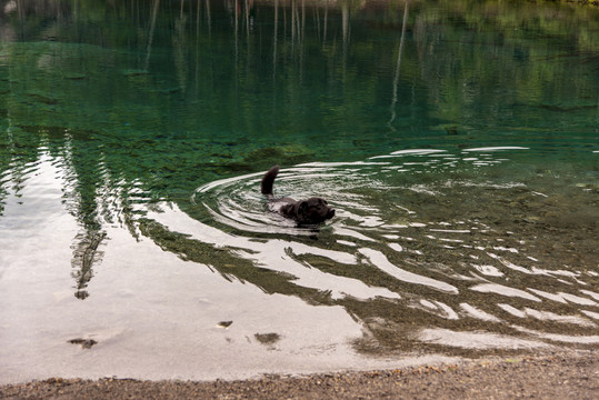绿色湖里游泳的狗