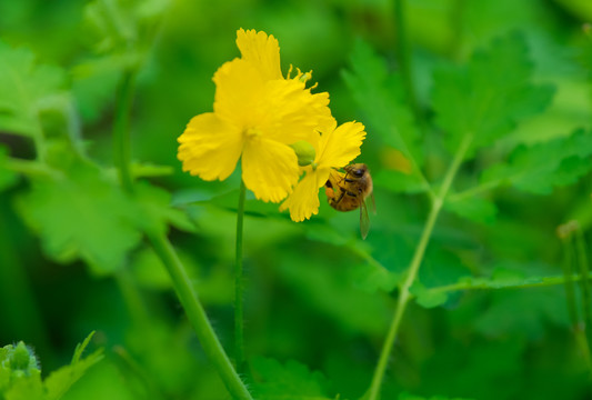 山野里盛开的白屈菜花