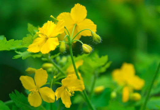 山野里盛开的白屈菜花