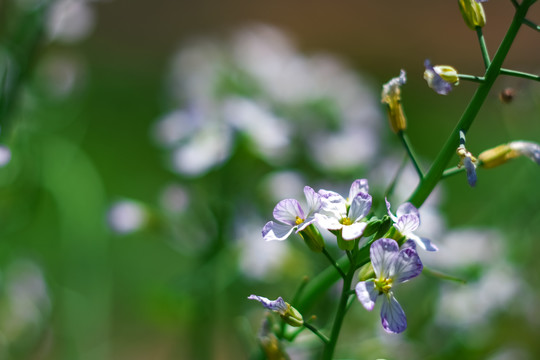 菜园里开放的萝卜花