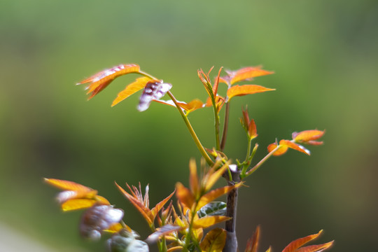 鲜嫩的头茬红油香椿