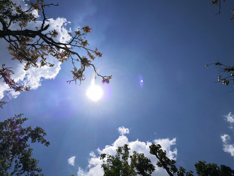 树林中的天空