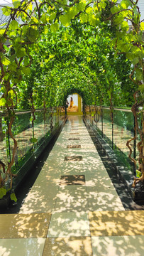绿植拱型长廊