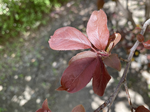 紫叶李