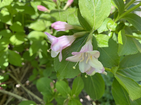 锦带花