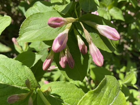 锦带花