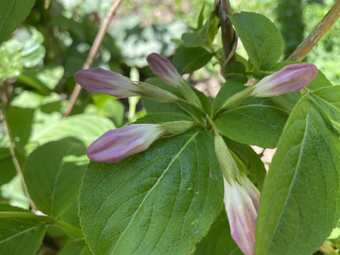 锦带花