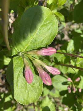 锦带花