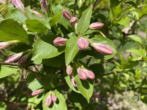 锦带花