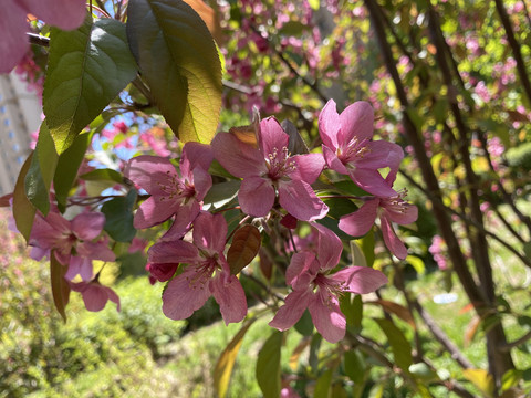 海棠花