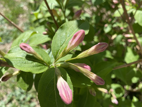 锦带花