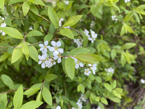 珍珠绣线菊