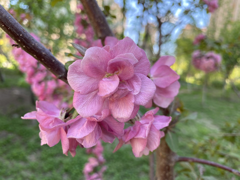 海棠花