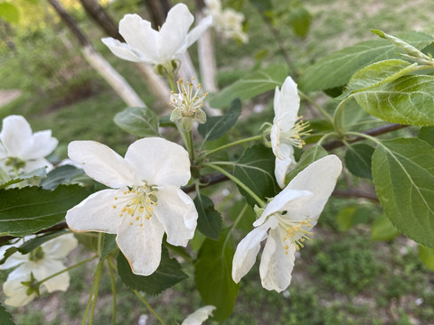 山荆子