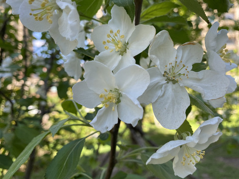 山荆子花