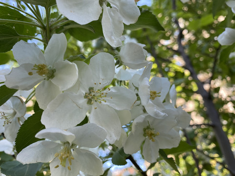 山荆子花