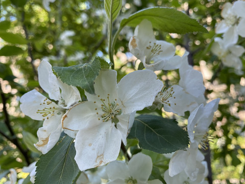 山荆子花