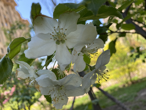 山荆子花