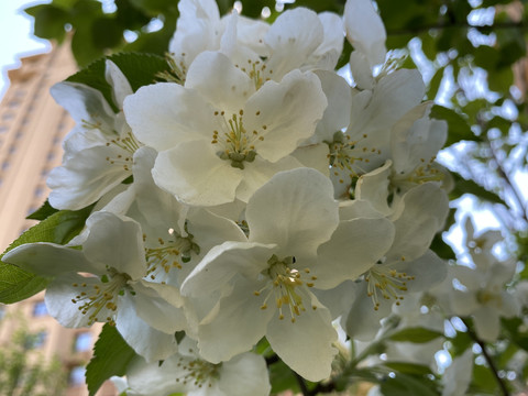 山荆子花