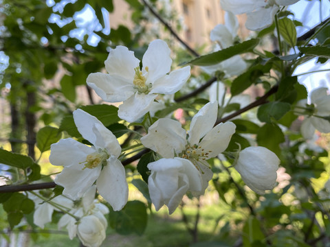 山荆子花