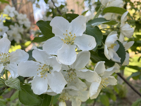 山荆子花