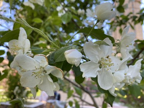 山荆子花