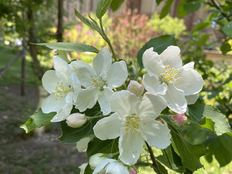 山荆子