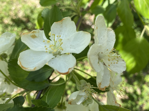 山荆子花