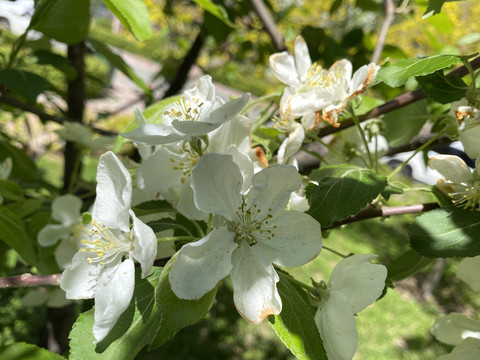 山荆子花