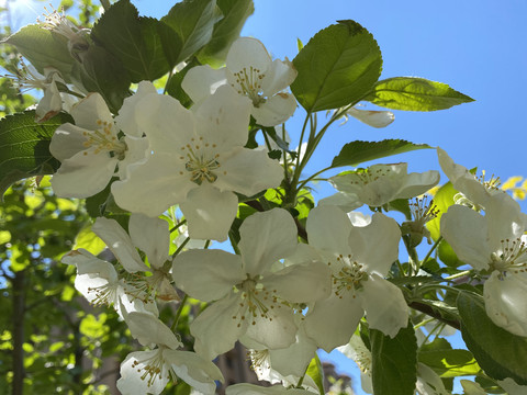 山荆子花