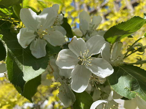 山荆子花