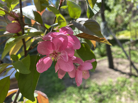 海棠花